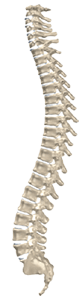 spine300